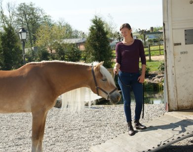 Læssetræning med fokus på tillid og lydighed så hesten kan læsses i hestetrailer hver gang
