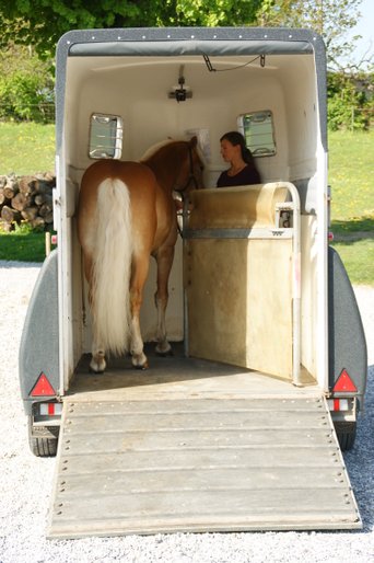 Transport af heste i hestetrailer på en sikker og tryg måde