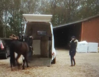 Meget sensitiv hest der var bange for bagbommen og for ud af traileren men blev tryg og rolig efter læssetræning i kursus i hestetraileren