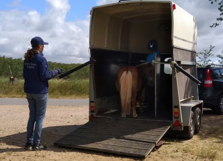 Trailerlæsning af pony så den står pænt i traileren