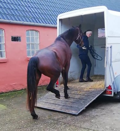 Hjælp til trailerlæsning i Jylland og Fyn samt kørsel af heste - Træning af læsning med Monty Roberts metoder på hestens præmisser